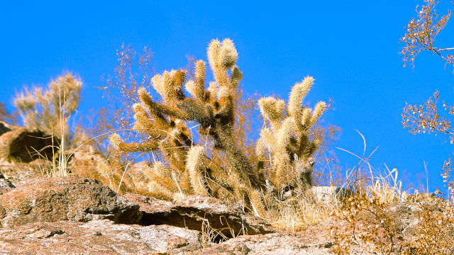 Glorious mountain cactus on the mountainside enriched with a beautiful blue sky serving as a natural canvas backdrop.
