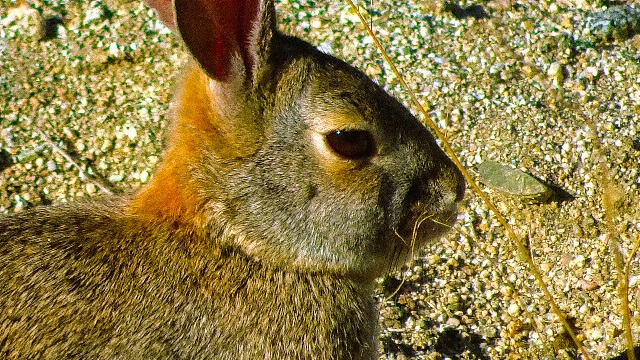 Close-up of a desert rabbit relaxing and getting comfy cozy in the soft desert sands.